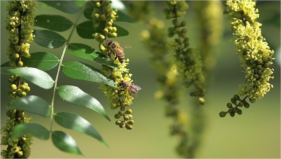 photo "***" tags: nature, insect