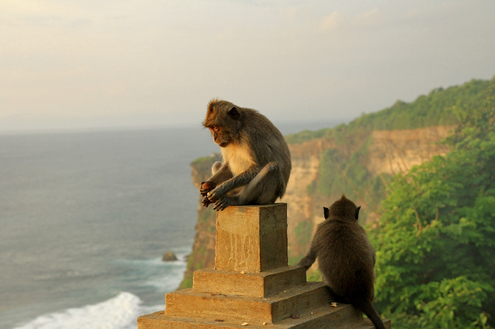 photo "***" tags: nature, travel, Asia, wild animals