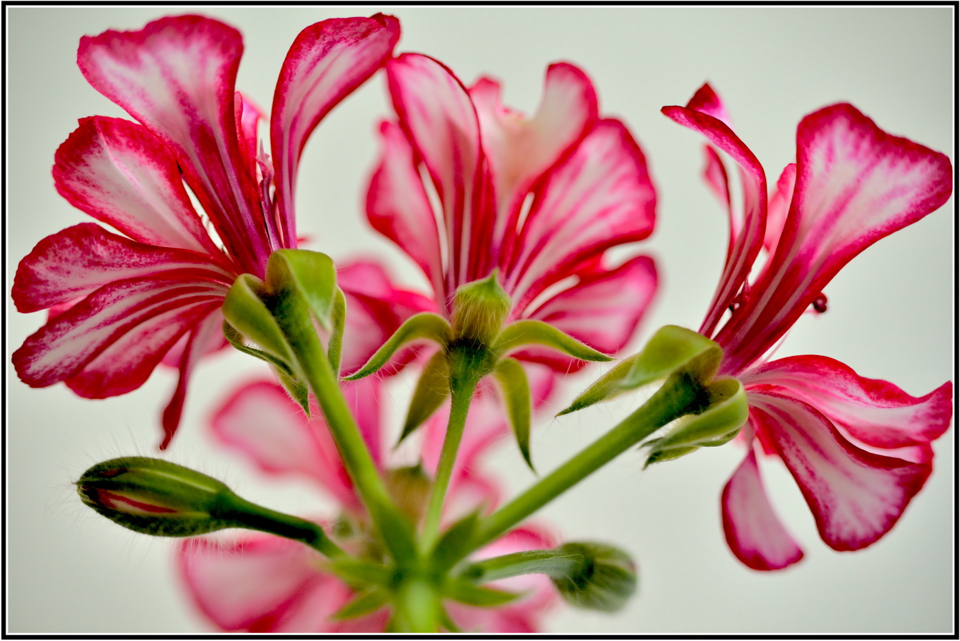 photo "***" tags: macro and close-up, nature, flowers