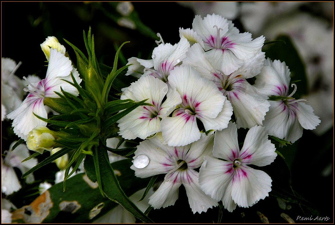 photo "for the ladies of" tags: nature, macro and close-up, flowers