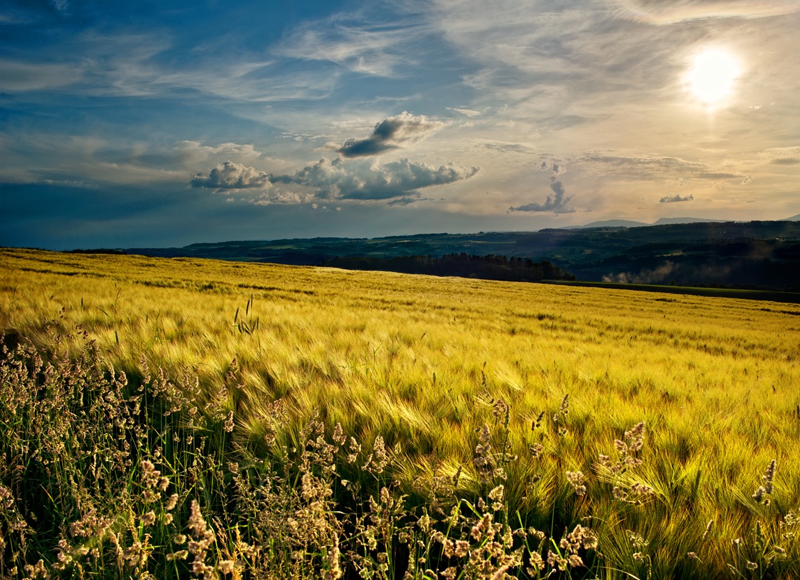 photo "ХЛЕБ" tags: landscape, sunset