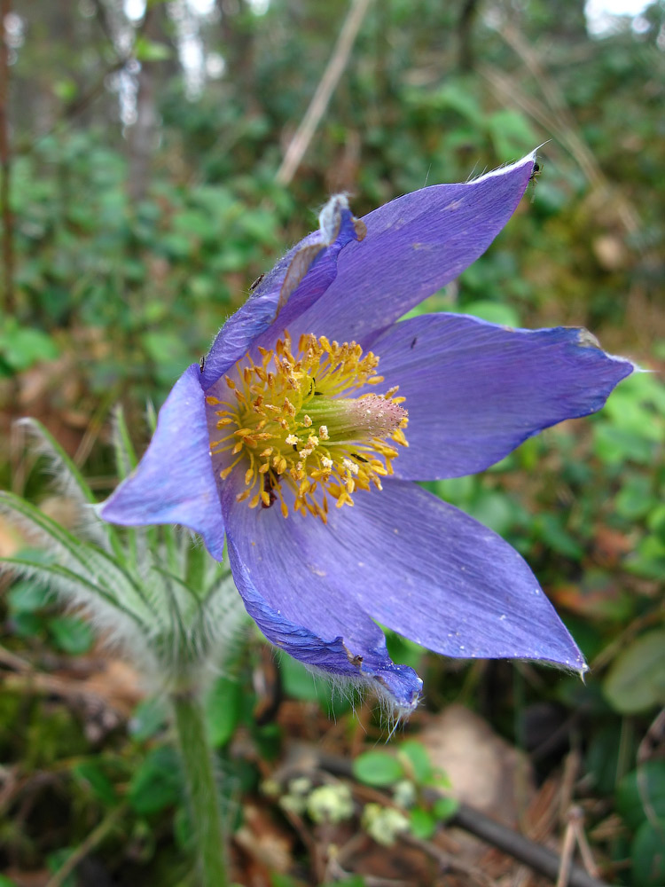 photo "***" tags: nature, flowers