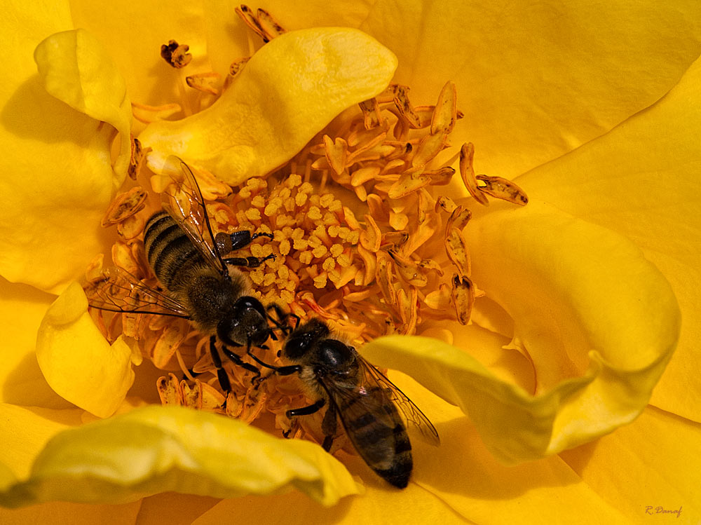 photo "Discussion" tags: nature, macro and close-up, insect