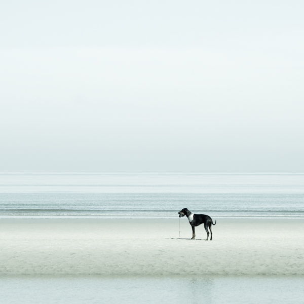 photo "the sea III" tags: nature, landscape, pets/farm animals, water