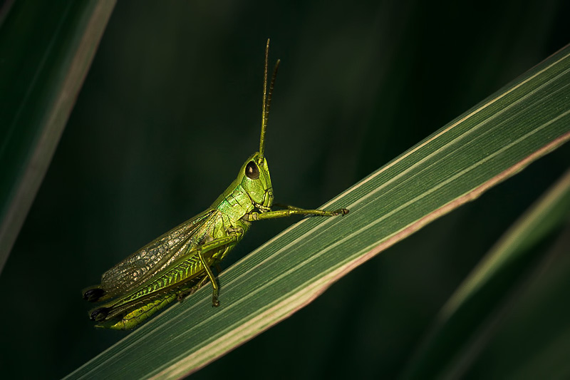 photo "***" tags: macro and close-up, nature, insect