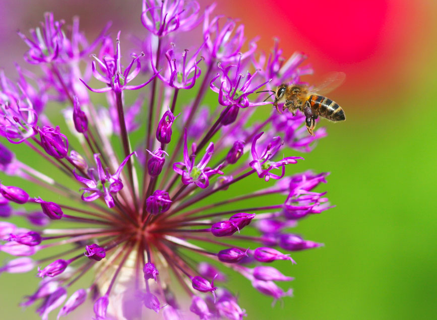 photo "***" tags: nature, insect