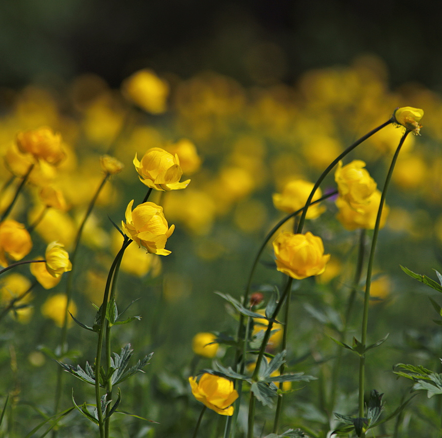 photo "***" tags: nature, flowers