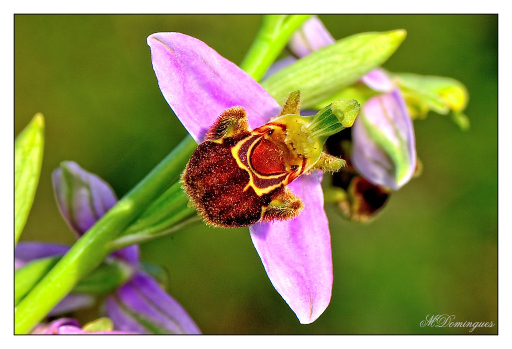 photo "Wild orchid - (Ophrys apifera)" tags: nature, macro and close-up, flowers