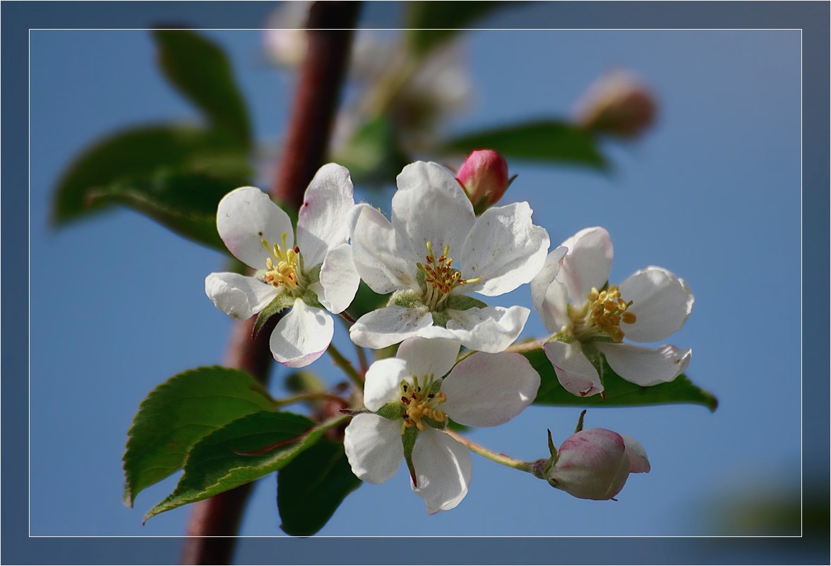 photo "***" tags: nature, flowers