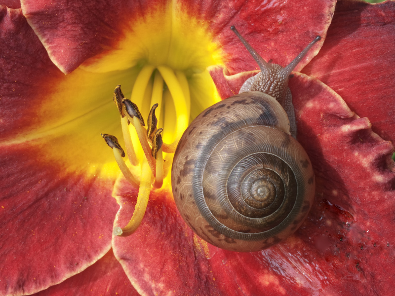 photo "SNAIL ON LILY" tags: macro and close-up, nature, flowers