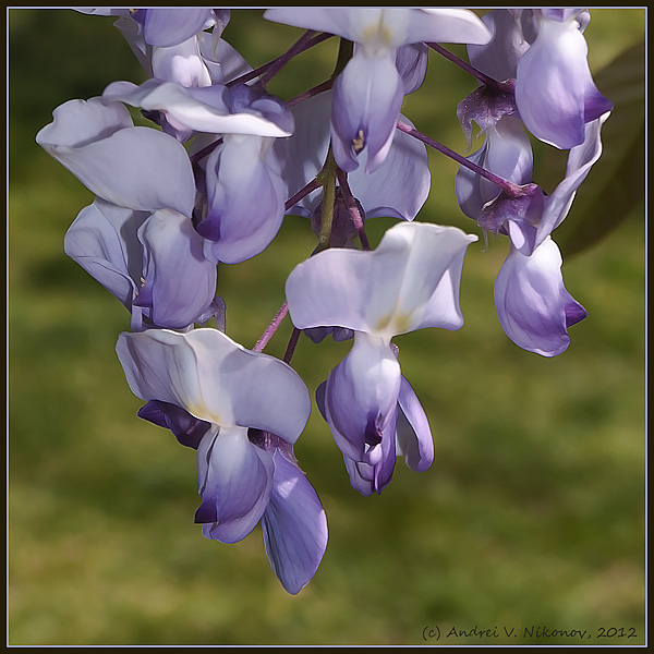 photo "* * *" tags: nature, macro and close-up, flowers