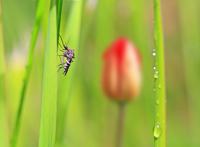 photo "***" tags: nature, macro and close-up, insect