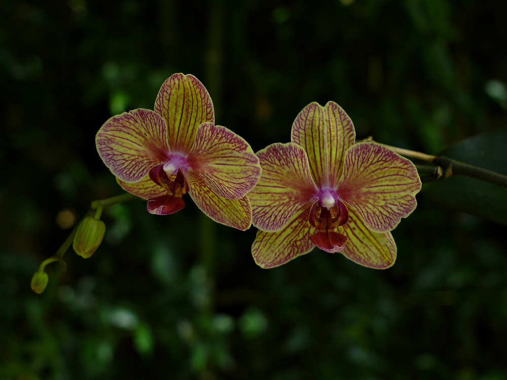 photo "***" tags: nature, flowers