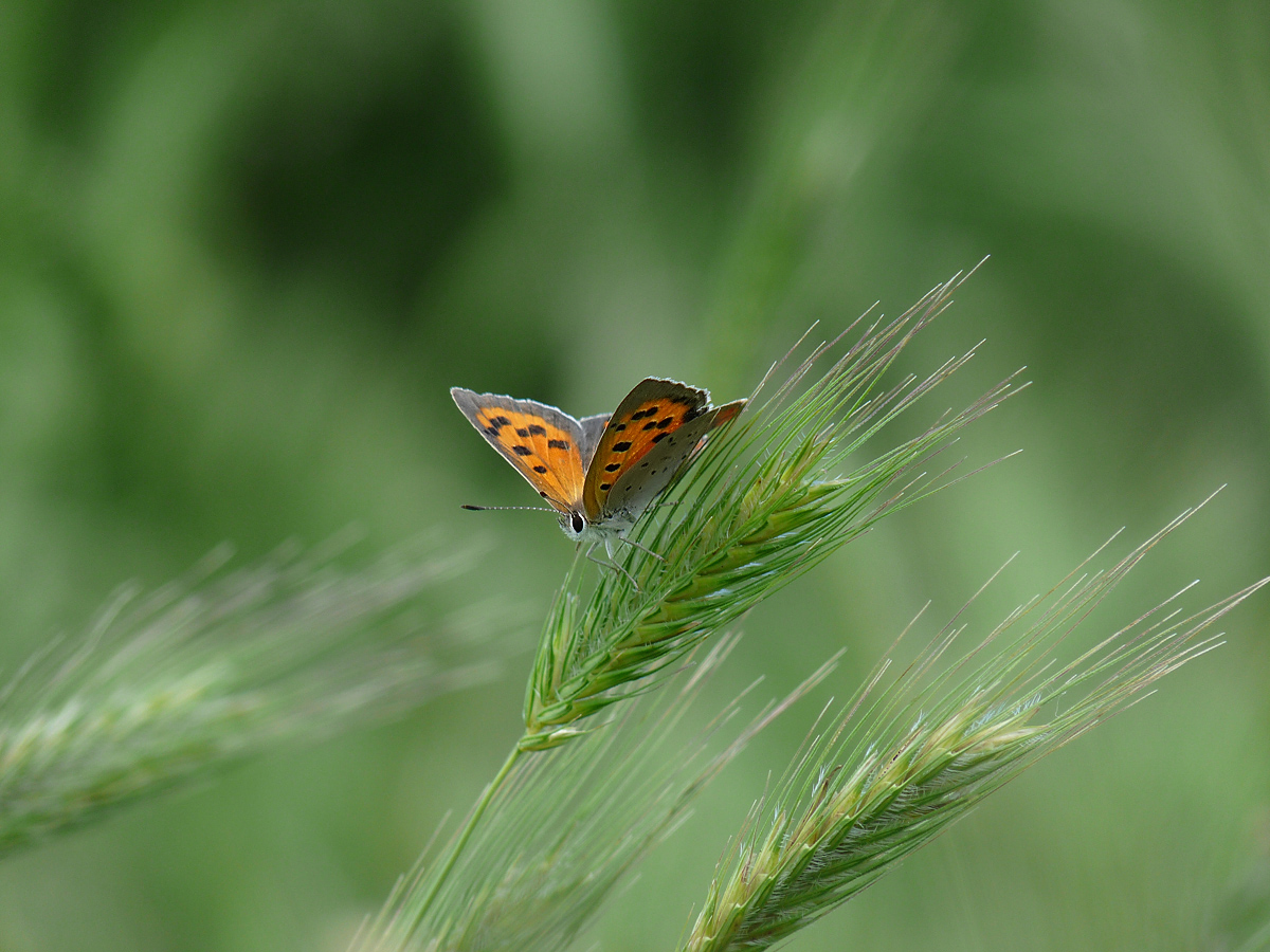 photo "***" tags: nature, insect