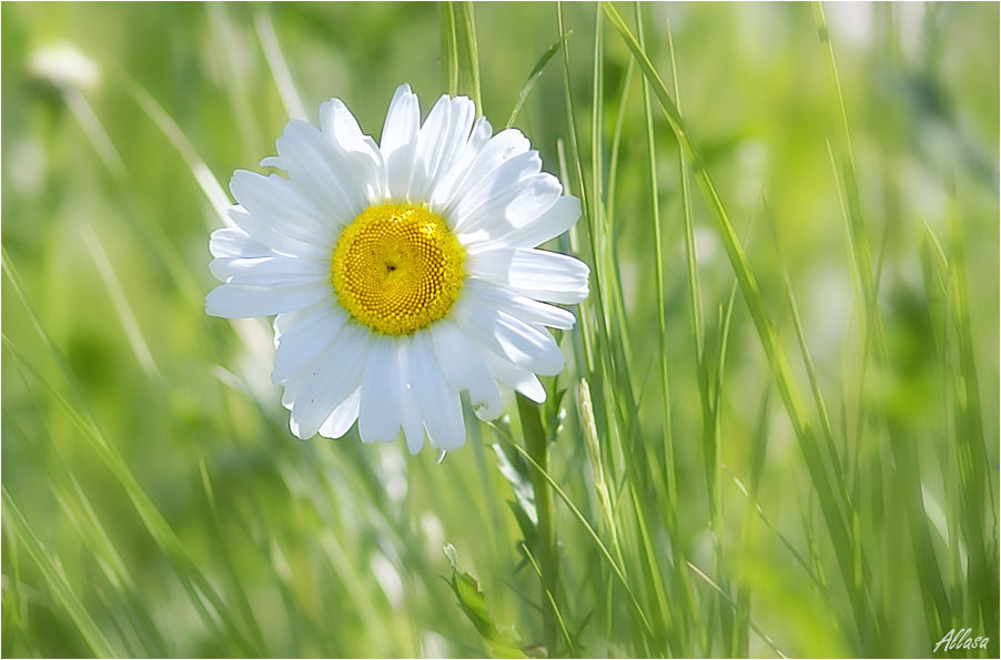 photo "***" tags: nature, flowers