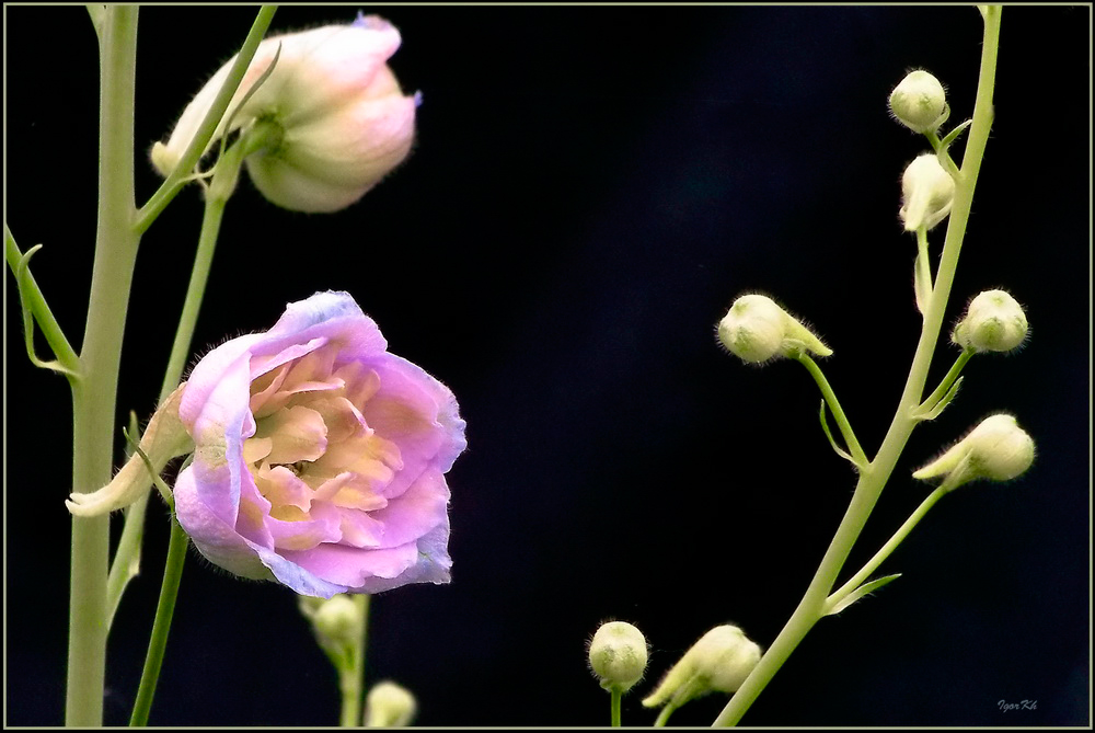 photo "***" tags: nature, flowers