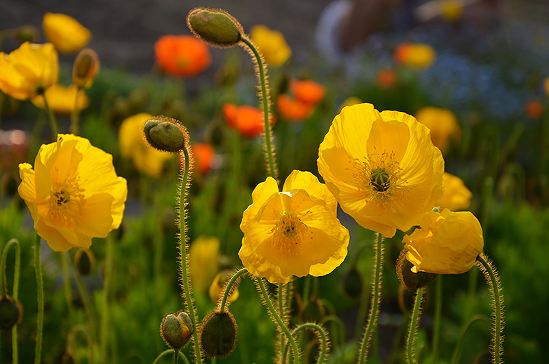 photo "***" tags: nature, flowers