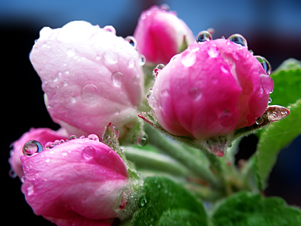 photo "***" tags: macro and close-up, nature, flowers