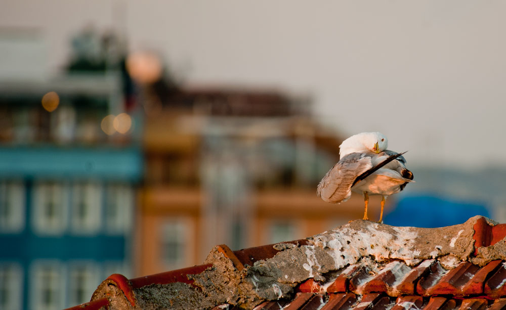 фото "Smiling Seagul" метки: природа, дикие животные