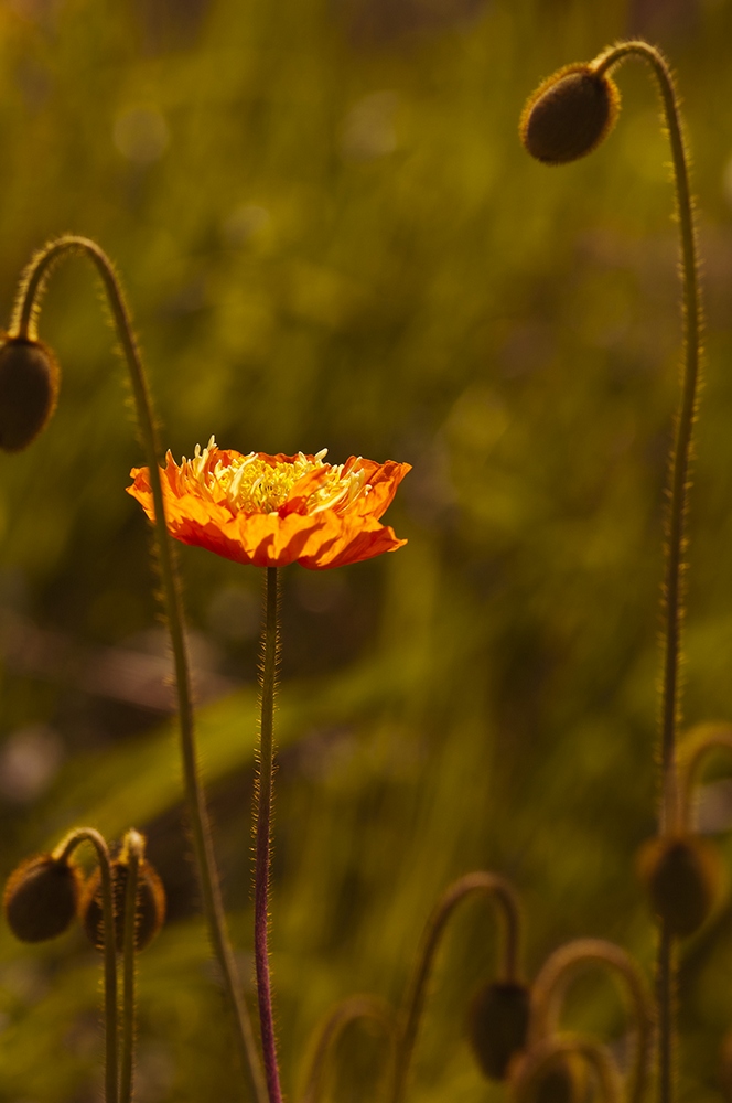 photo "***" tags: macro and close-up, nature, flowers