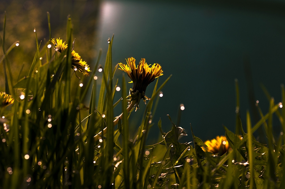 photo "***" tags: macro and close-up, nature, flowers