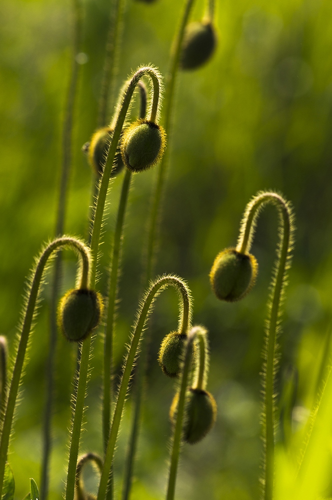 photo "***" tags: macro and close-up, nature, flowers