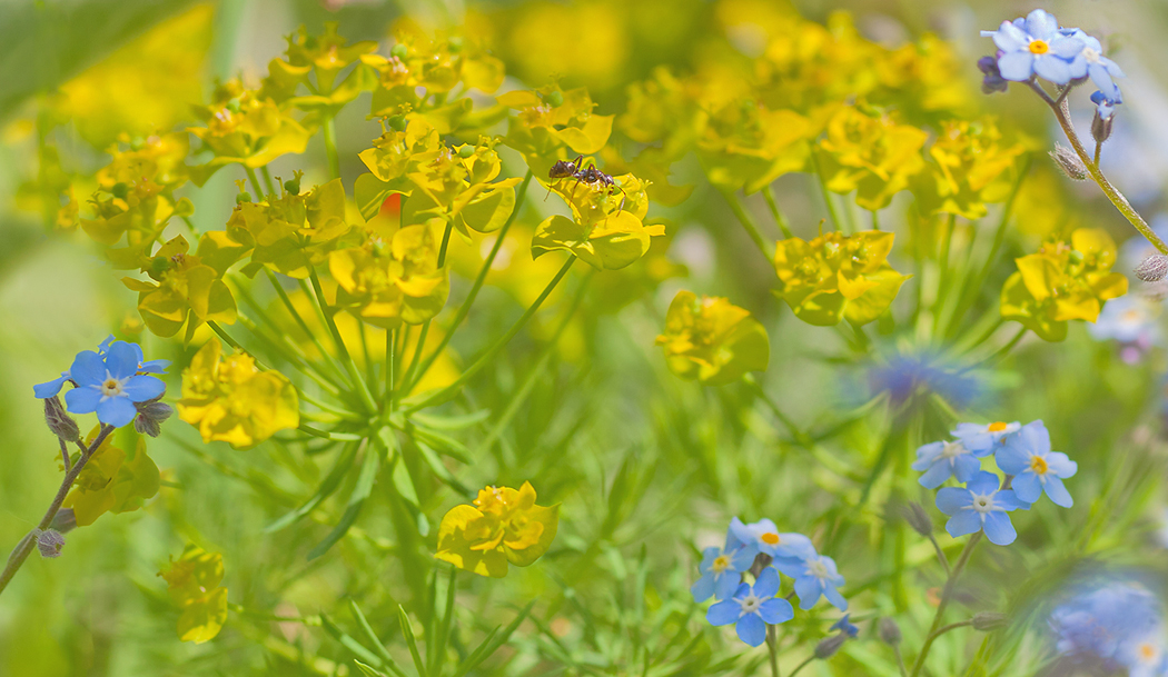 photo "Spring cotton ...)" tags: nature, flowers