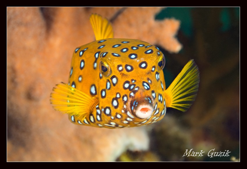 photo "Cube boxfish" tags: underwater, 