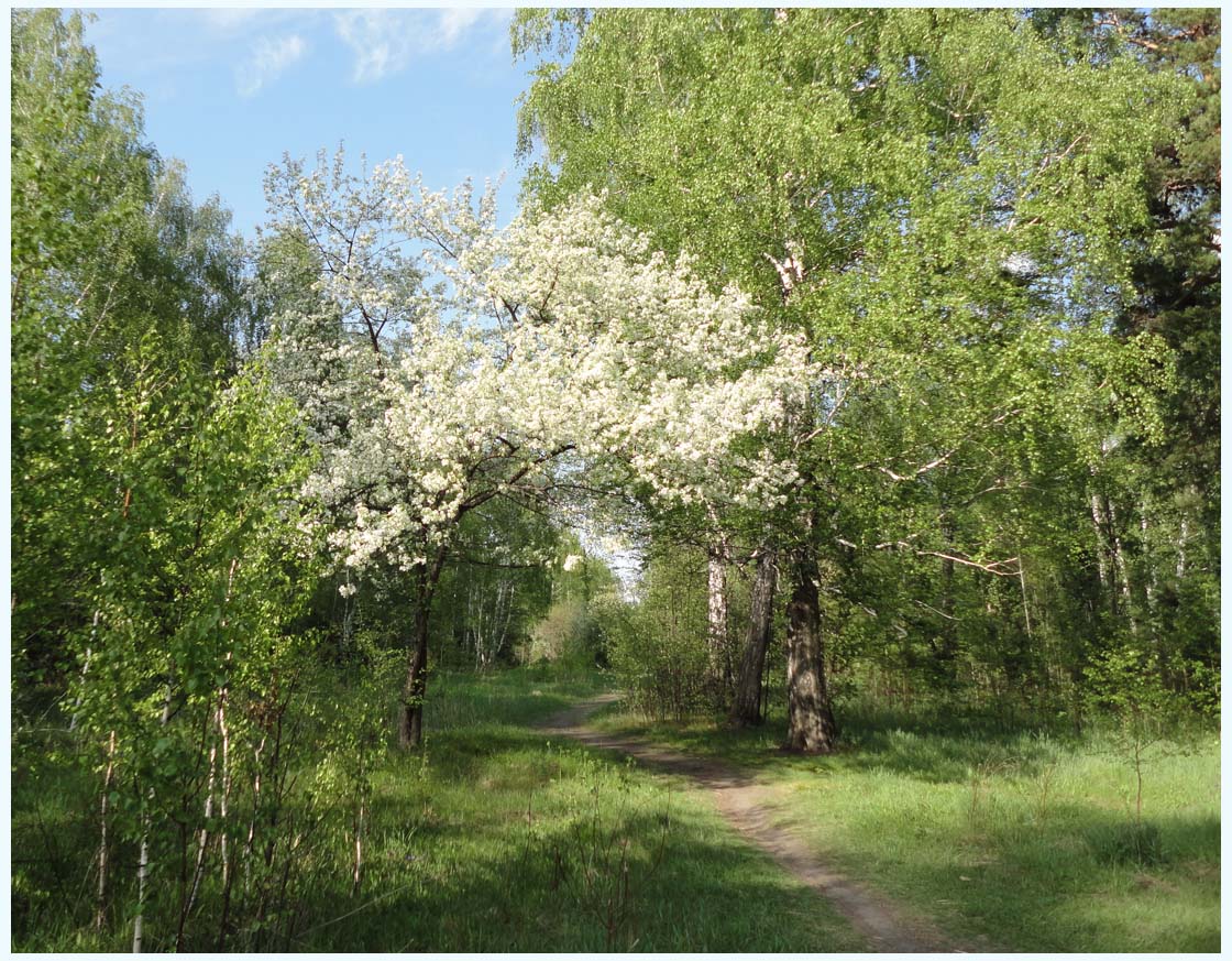 photo "***" tags: landscape, forest, summer