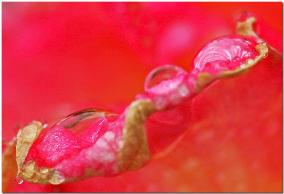 photo "***" tags: macro and close-up, nature, flowers