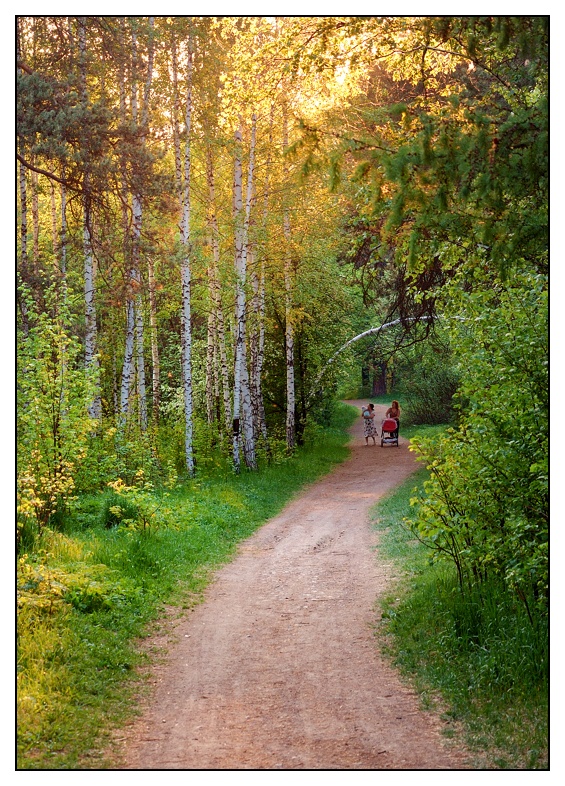 photo "On walk" tags: landscape, forest