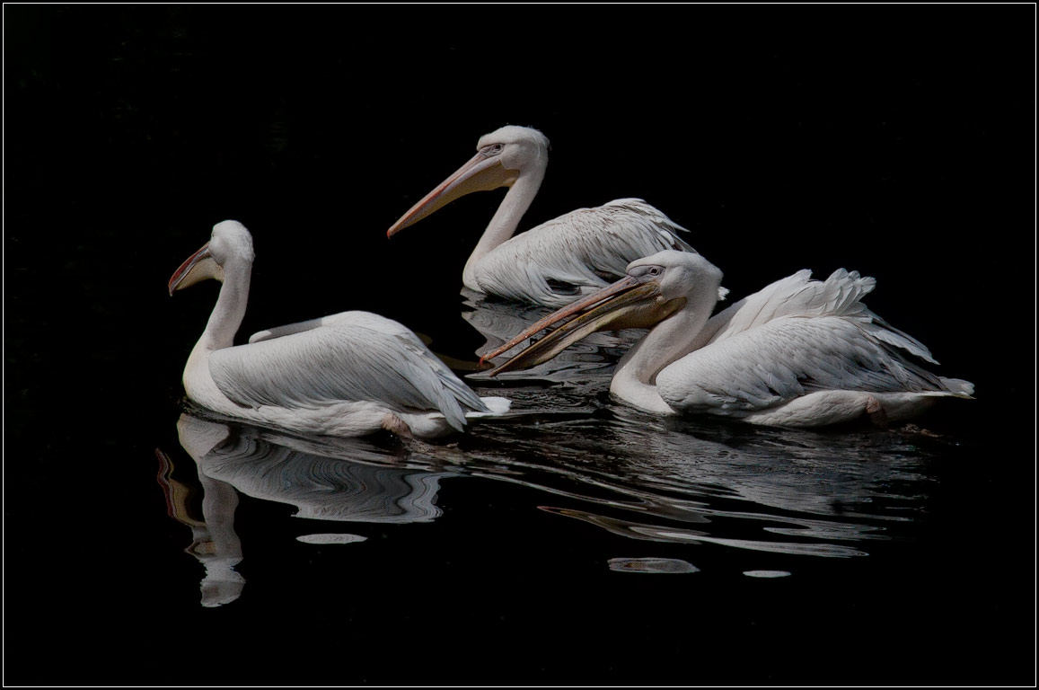 photo "pelicans" tags: nature, wild animals