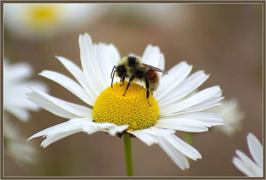 photo "***" tags: nature, flowers, insect