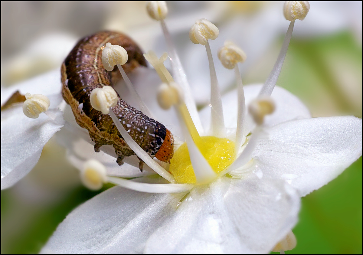 photo "***" tags: macro and close-up, 