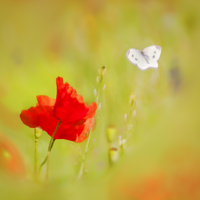 photo "***" tags: macro and close-up, 