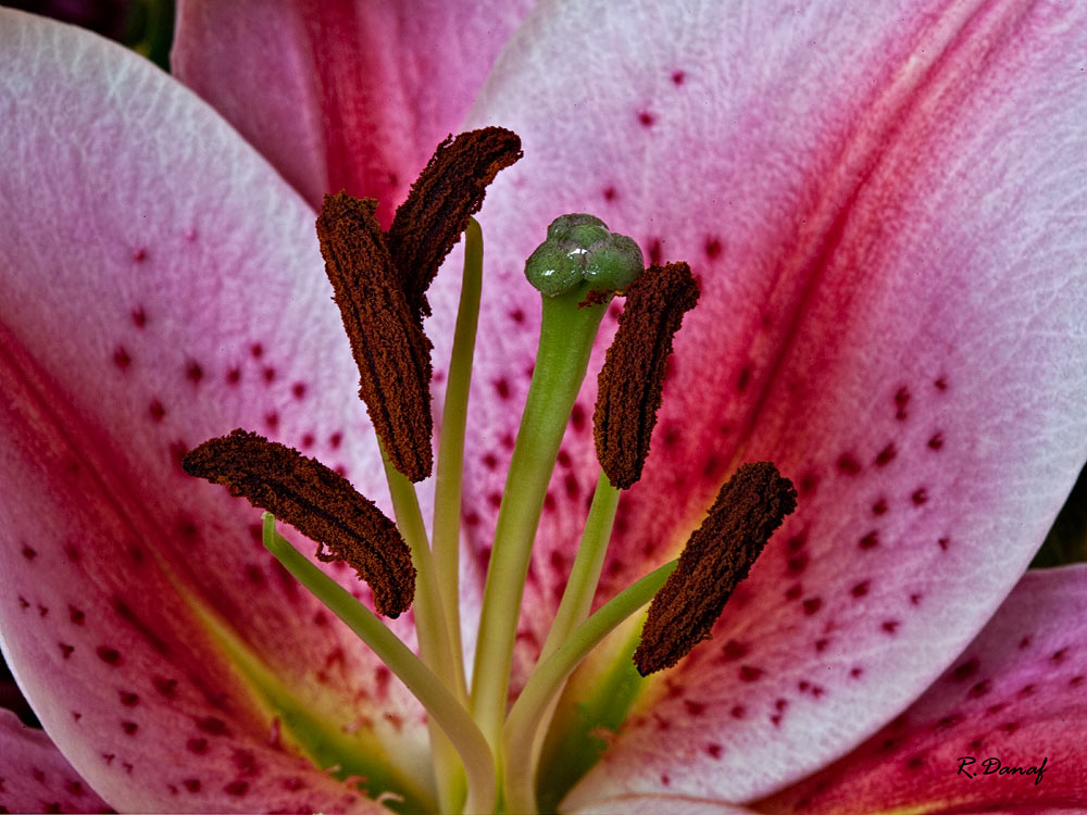 фото "Tiger Lily" метки: природа, макро и крупный план, цветы