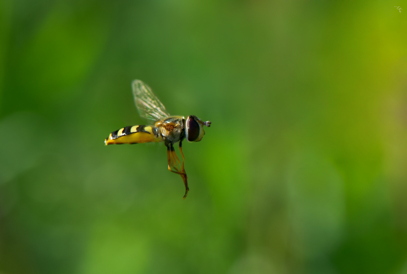 photo "ЖЖЖ" tags: macro and close-up, 