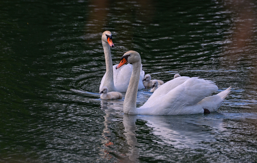 фото "Family" метки: природа, дикие животные