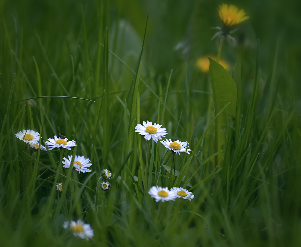 photo "Daisy-gentle charm ..." tags: nature, flowers