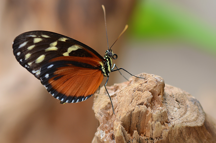 photo "***" tags: macro and close-up, 