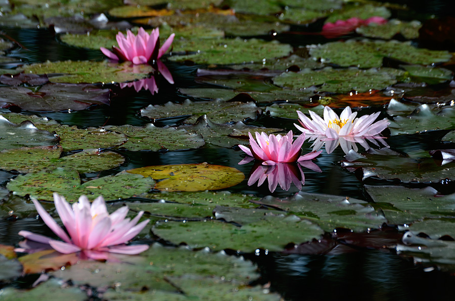 фото "Lilien" метки: природа, цветы