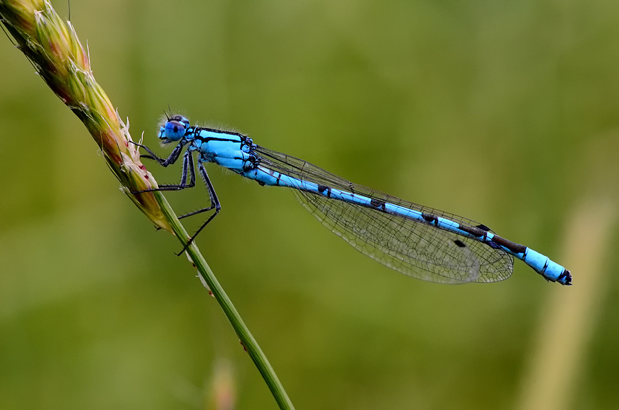 photo "***" tags: macro and close-up, 