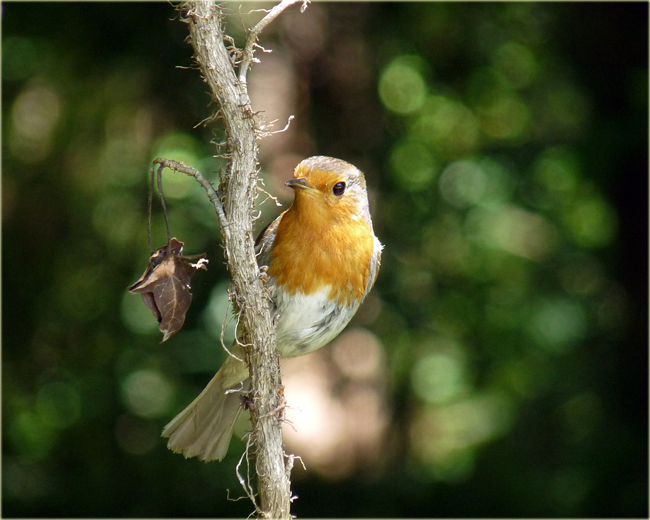 photo "***" tags: nature, wild animals