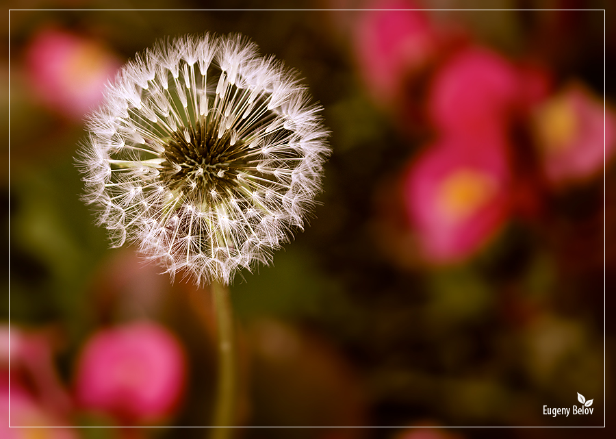 photo "***" tags: nature, flowers