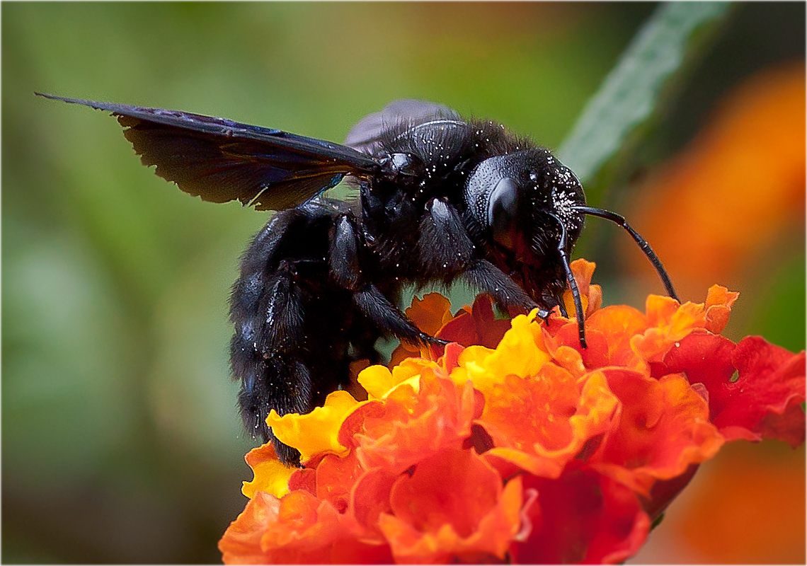 photo "Hornet di Sardi" tags: nature, macro and close-up, insect