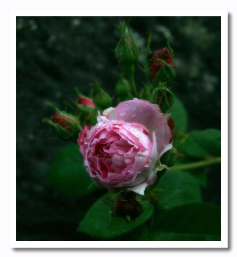 фото "Rosa. Oeillet Parfeit" метки: природа, цветы