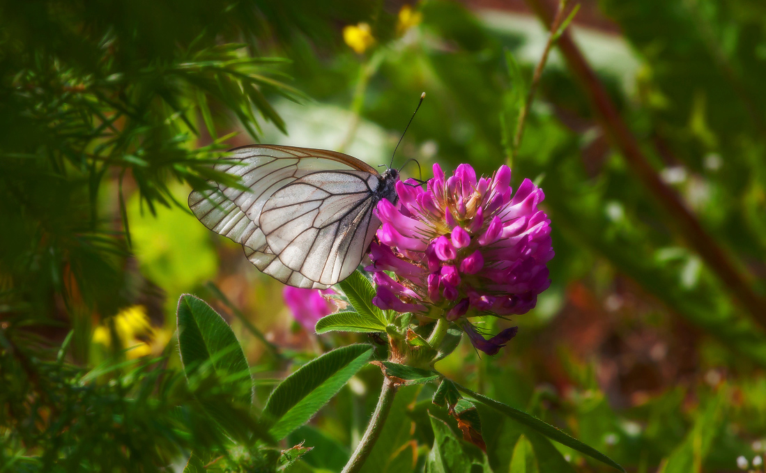 photo "***" tags: nature, flowers