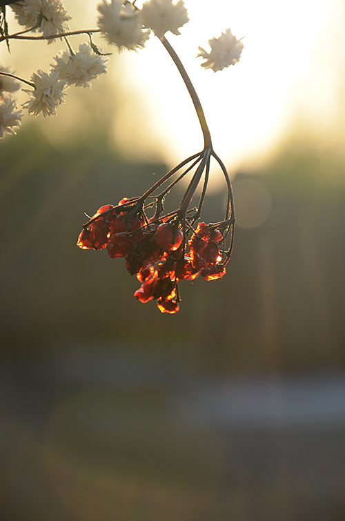 photo "***" tags: nature, flowers