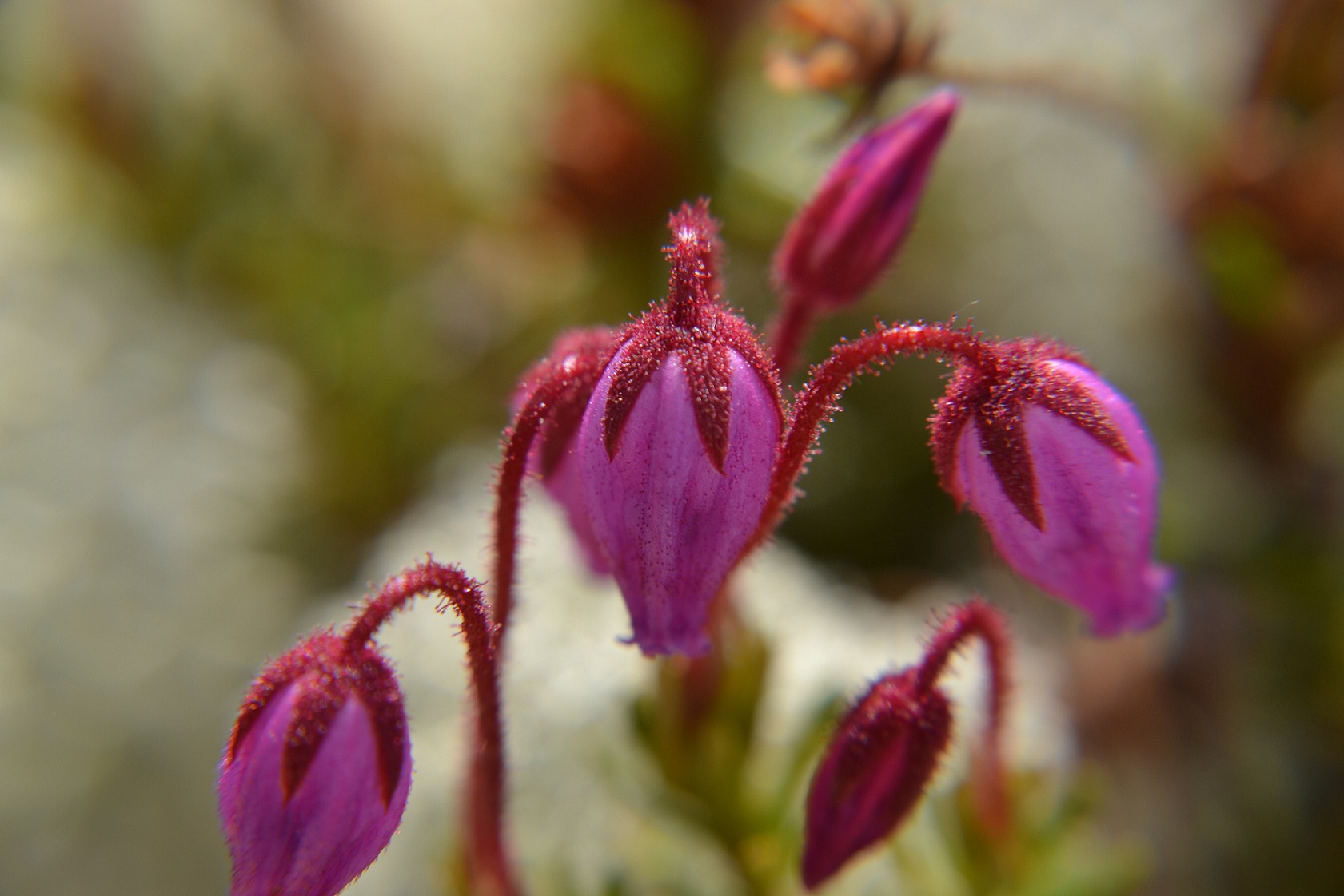 photo "***" tags: nature, macro and close-up, flowers