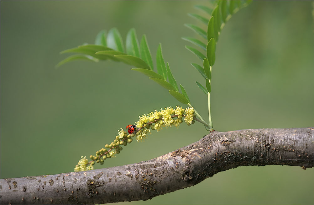 photo "***" tags: nature, flowers, insect